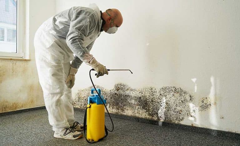 Mold Testing and Remediation: Understanding the Process