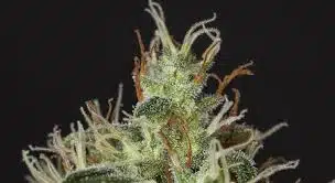 Retracer les origines et l'impact de la Haze et de la Graine de Cannabis 