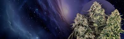 Dans l'univers des graines de cannabis : sélection, caractéristiques et innovation mondiale